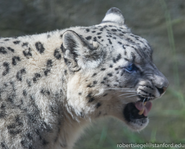 snow leopard